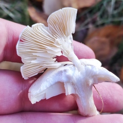 Clitopilus