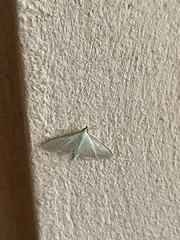 Margaroniini