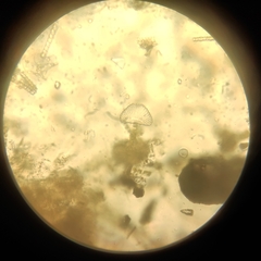 Desmidiaceae