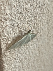 Margaroniini