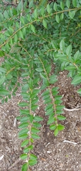 Ligustrum sinense