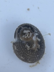 Agathistoma fasciatum