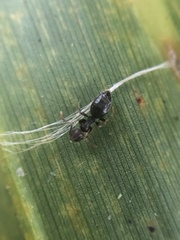 Technomyrmex difficilis