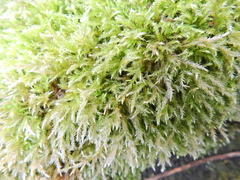 Rhynchostegium confertum