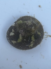 Agathistoma fasciatum