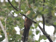 Zanclostomus javanicus