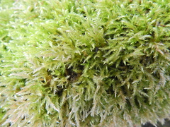 Rhynchostegium confertum