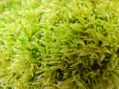 Rhynchostegium confertum