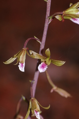 Eulophia graminea