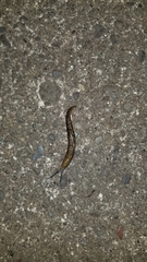 Limacus