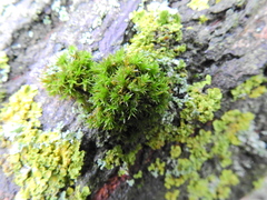 Lewinskya