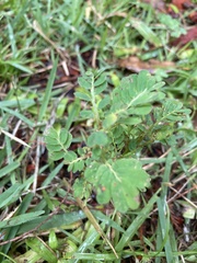 Phyllanthus urinaria