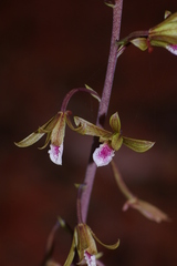 Eulophia graminea