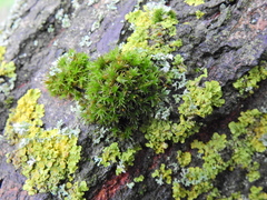 Lewinskya