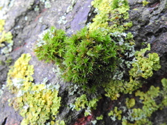 Lewinskya