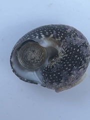 Agathistoma fasciatum