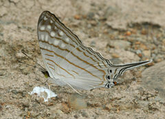 Marpesia merops