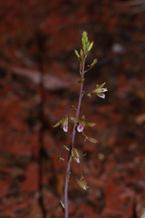 Eulophia graminea
