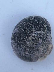 Agathistoma fasciatum