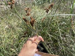 Cyperus thunbergii