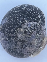 Agathistoma fasciatum