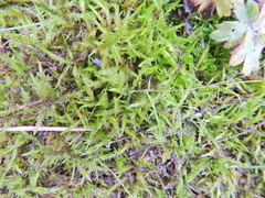 Calliergonella cuspidata