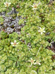 Saxifraga bryoides