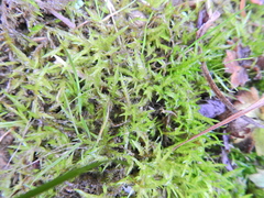 Calliergonella cuspidata