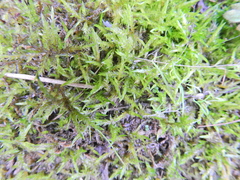 Calliergonella cuspidata