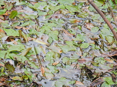 Potamogeton polygonifolius