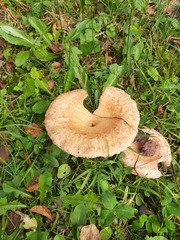Lactarius tabidus
