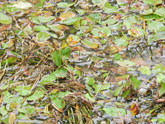 Potamogeton polygonifolius