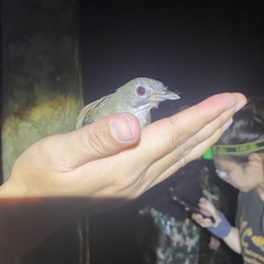 Malacocincla abbotti