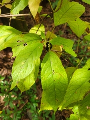 Clethra acuminata
