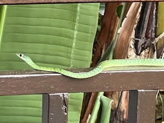 Philothamnus semivariegatus