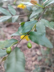 Ochna