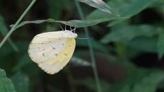 Eurema andersoni