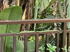 Philothamnus semivariegatus