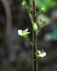 Ponthieva brittoniae