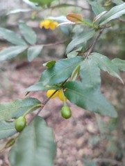 Ochna