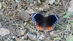 Elymnias hypermnestra