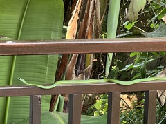 Philothamnus semivariegatus