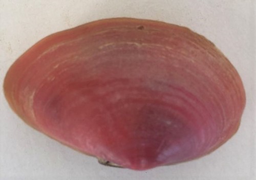 Sanguinolaria tellinoides image