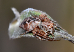 Oxyopes variabilis
