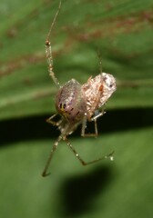 Thwaitesia nigronodosa