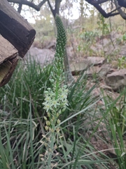 Albuca virens