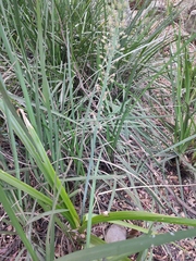 Albuca virens