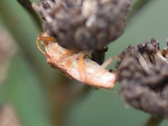 Stictopleurus abutilon
