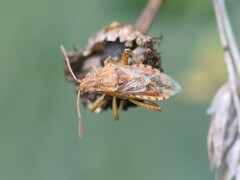 Stictopleurus abutilon
