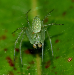 Araneus talipedatus